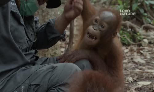 Orangutaní škola v džungli S03E03 Tvrdé lekce mkv