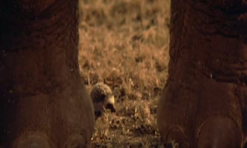 Sheena-1984 (Tanya Roberts) cz dab mkv