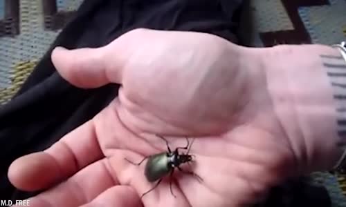 20 Bizarních Věcí, Které Dělali Staří Egypťané mp4