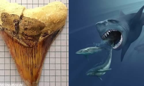 Takto Umřel Poslední Megalodon    mp4