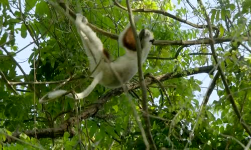 V zemi primátů S01E02 Lemuři z Madagaskaru mkv