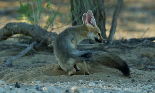 5K African Wildlife _ African Nature Showreel 2019 by Robert Hofmeyr (1080p) mp4