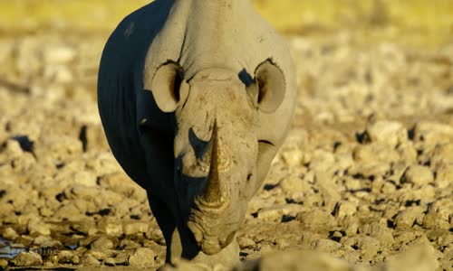 5K African Wildlife Documentary Film - Etosha National Park, Namibia, Africa (1080p) mp4