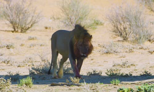 8K Wildlife of Kgalagadi Transfrontier Park, South Africa - Part #2 (1080p) mp4