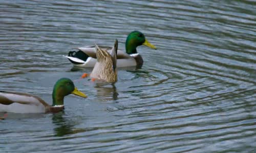 Winter Birds of Nisqually National Wildlife Refuge - 4K Nature Relax Video - Episode #3 (1080p) mp4