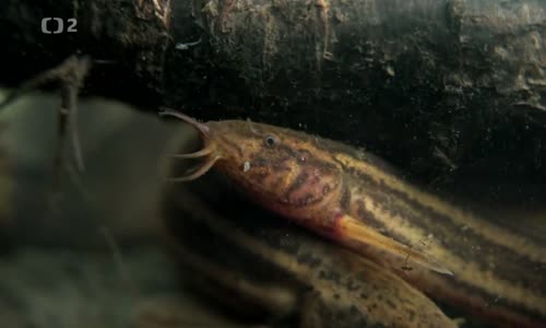 Magické hlubiny II 5 Rovnováha a ohrožení avi
