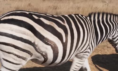 Zvířecí osudy 5 Zebra jménem Štístko mp4