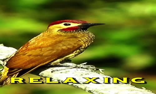 Relaxing Music - Gentle Music, Calm Piano Music with Sounds of Nature #shorts mp4