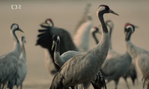 Magický les a mokřady (2022) CS EN (1080p) mp4