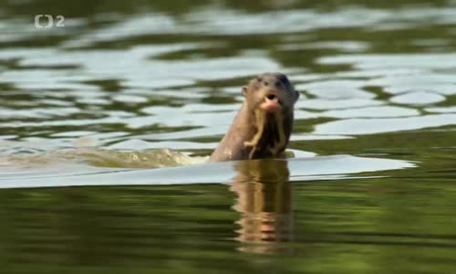 Pantanal - brazilský přírodní zázrak HD mp4