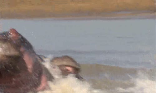 Největší zabijáci Afriky V - 2 Říční války avi