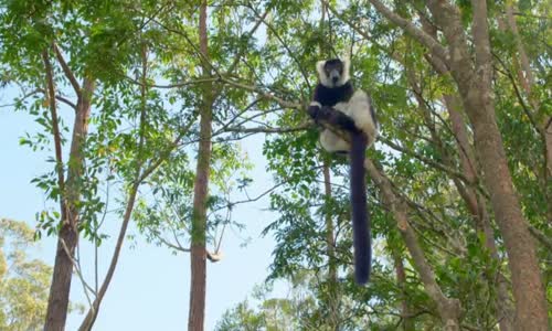 Zázraky divočiny - Madagaskar 2  Lesy plné zázraků  mp4