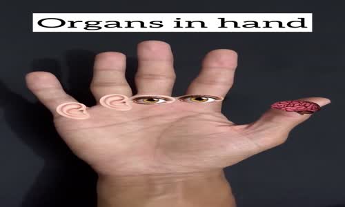 Organs in hand (hand Reflexology ) mp4