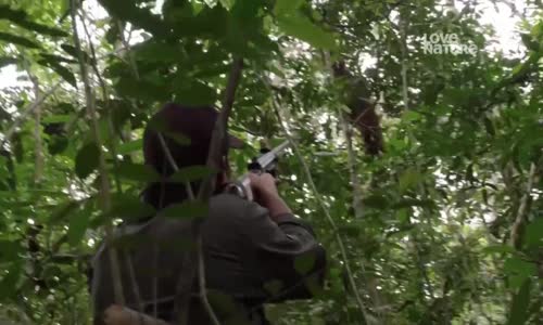 Orangutaní škola v džungli S01E03 King Kasper mkv