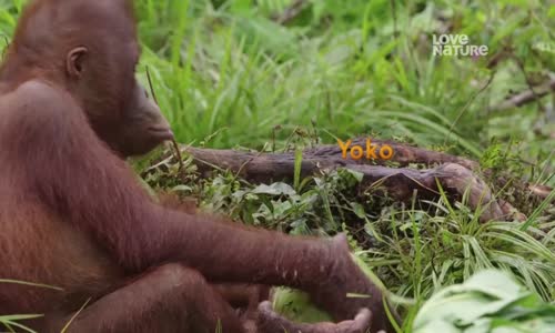Orangutaní škola v džungli S01E05 Zcela nový svět mkv