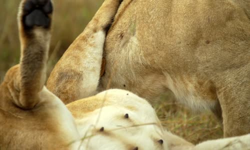 Malika The Lion Queen 2021 1080p WEBRip x264 AAC eng mkv