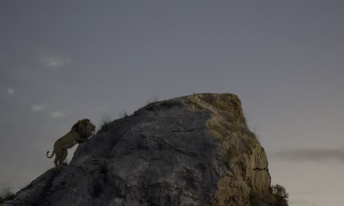 Lion King Levi Kral 4K UHD SK CZ EN mkv