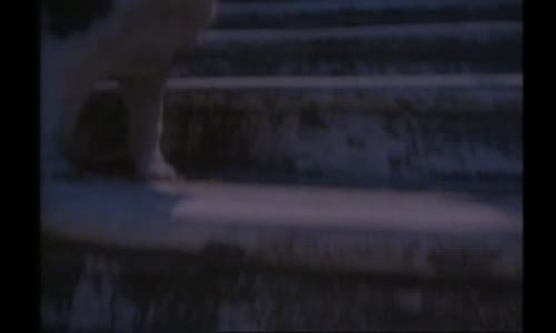 The Cure - The Lovecats vob