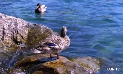 Cestování - Navštivte Ženevské jezero, které je pýchou Švýcarska avi