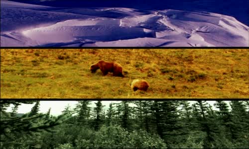 Divoká Aljaška - národní park Denali avi