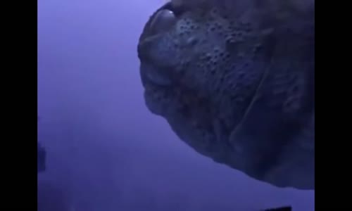 Putování s dinosaury - Monstra pravěkých oceánů avi
