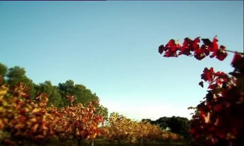 10 - the right seed mp4