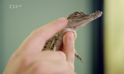 Giganti přírody 4 Krokodýli (2023) CZdab H264 mkv