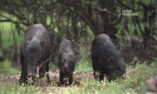 Nespoutaná Brazílie 3 Pekari a jejich svět (2016) CZdab H264 mkv