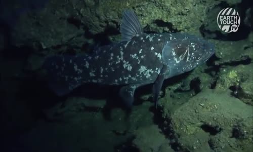 Planeta zázraků - Nový výzkum MEGALODONA a GIGANTICKÁ ryba mp4