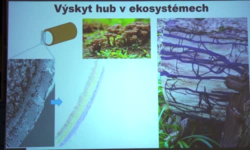 Pokroky v biologii 2025 (1 3) Petr Kohout Význam vnímání a paměti v biologii hub (PřF UK 18 1 2025) mp4