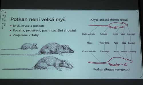 Tomáš Petrásek - Co říkají potkani (Pátečníci 11 9 2020) mp4