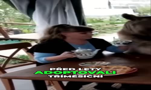 Divoký medvěd jakožto domácí mazlíček mp4