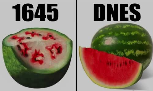 JAK VYPADALA ZELENINA A OVOCE DŘÍVE VS DNES mp4