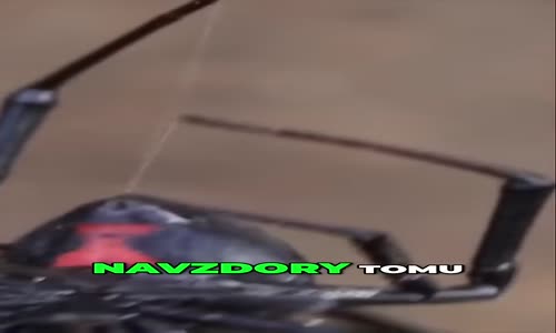 Pavouk Černá vdova Fakta, Která Vás Překvapí! mp4