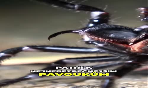Sklípkanec jedovatý Nejnebezpečnější pavouk na světě mp4