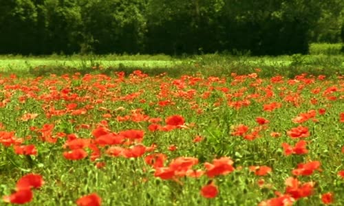 Minuscule S01E08 Love Story (fr 480p) avi
