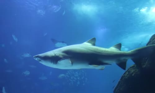 GIGANTICKÁ MONSTRA z hlubin oceánu natočená na kameru mkv