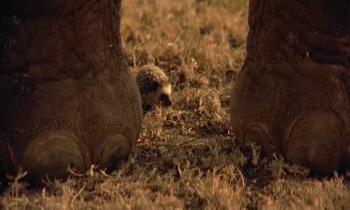 Sheena,královna džungle-(1984) akční CZdab BDRip 1080p mkv